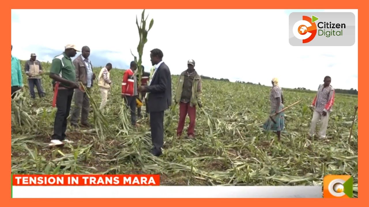 Residents of Angata Barrikoi demand police patrols after unknown people destroyed a maize plantation