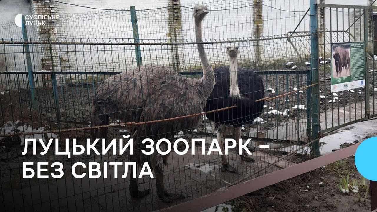 Як живеться мешканцям Луцького зоопарку без електроенергії