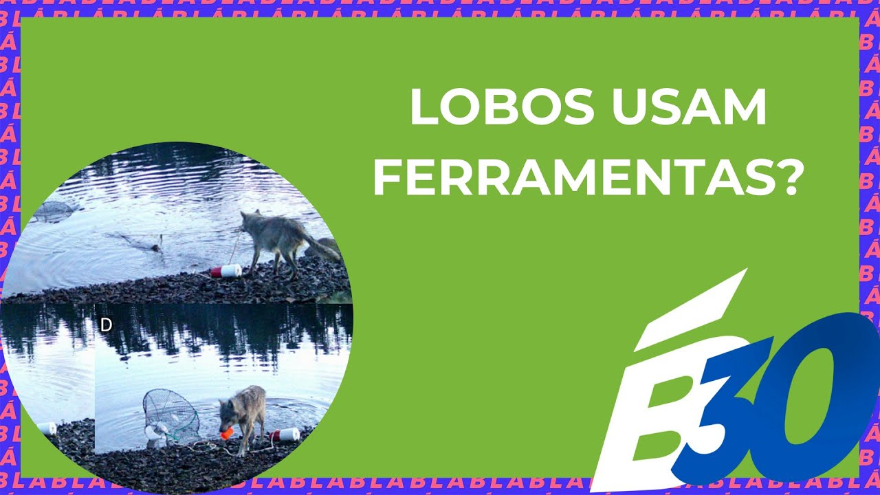 LOBOS USAM FERRAMENTAS? | Biologia em Meia Hora