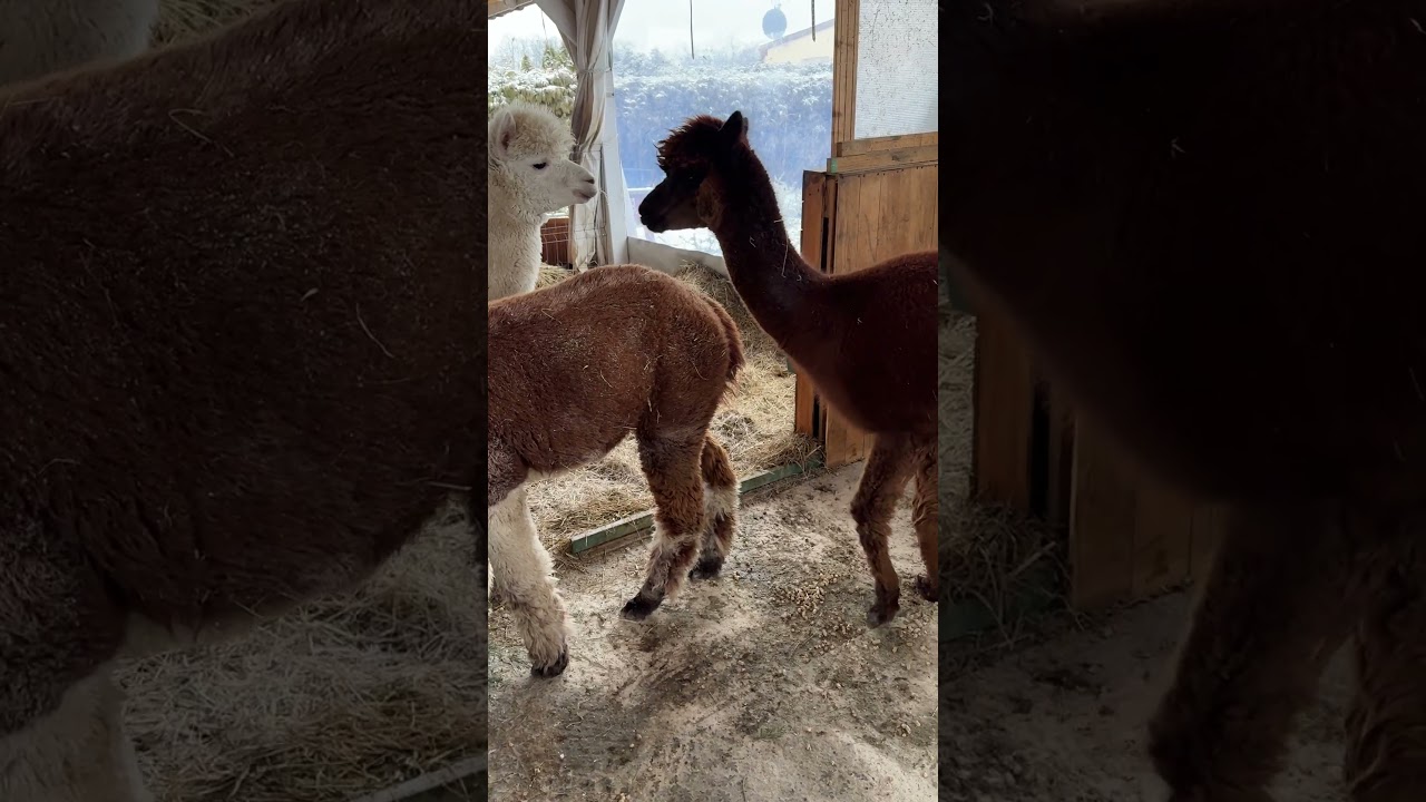 To ja będę kupę robić #alpakitotu #wojtkowyje #funnyvideo #alpaca #markawłasna