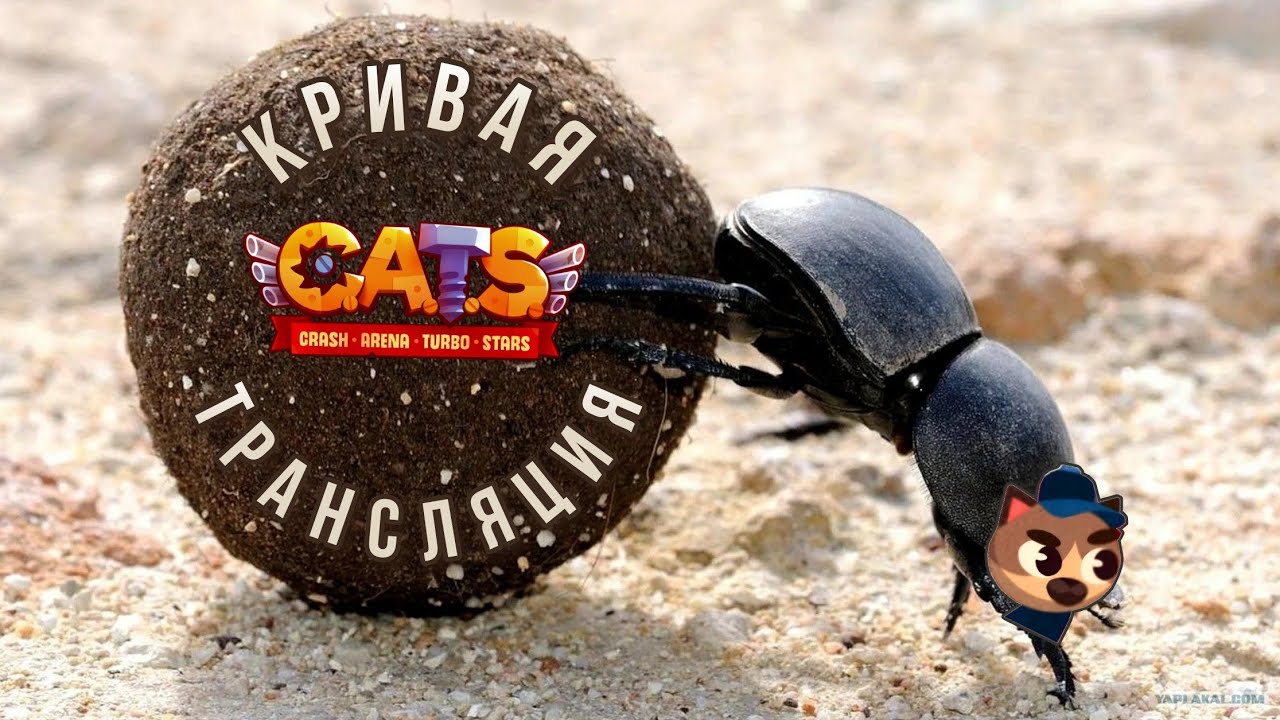 Кривая трансляция по C.A.T.S! 24 турне через жопу