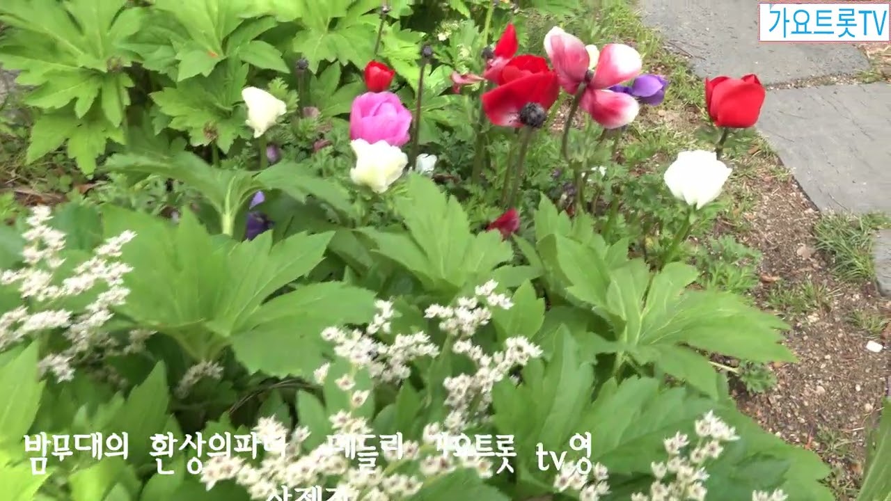 밤무대의환상의파티  메들리 영상제작 가요트롯tv 홍재종  감독 미디어 주노 성남지사