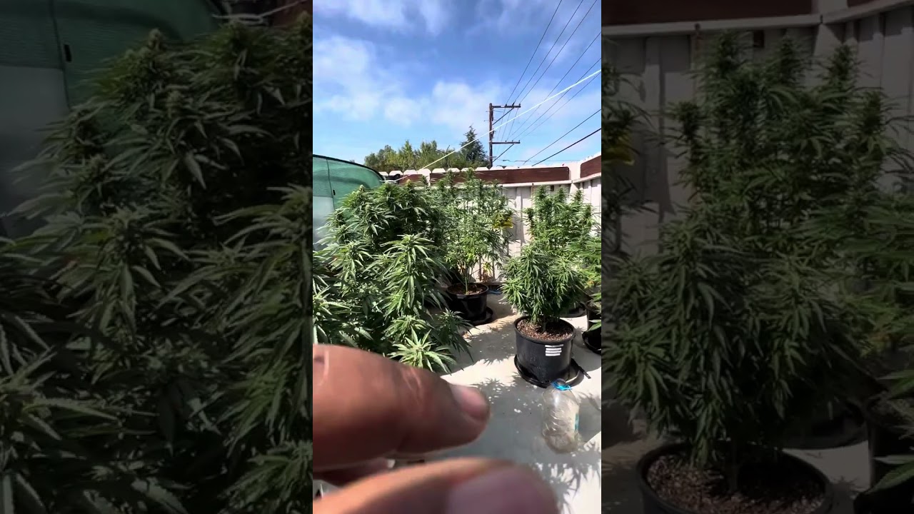 Update on outdoor cannabis grow September 15,2023