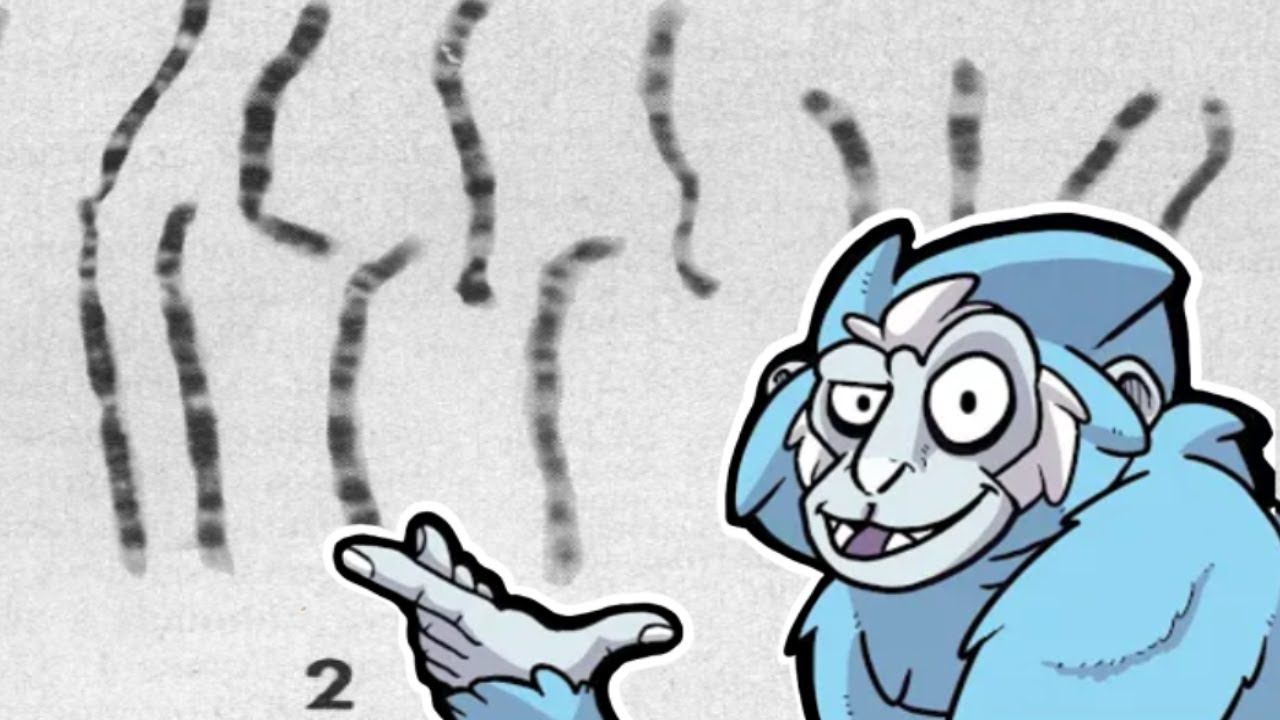 Human Chromosome 2 VS Creationism | Bite-Sized Busts