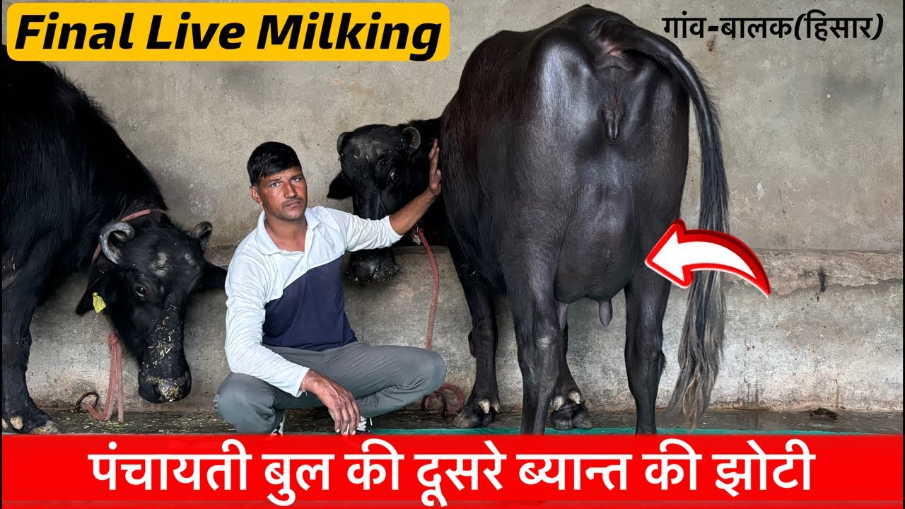 ♦️पंचायती बुल की झोटी-Final Milking !KULDIP☎️8059949177.गांव-बालक,जिला-हिसार!