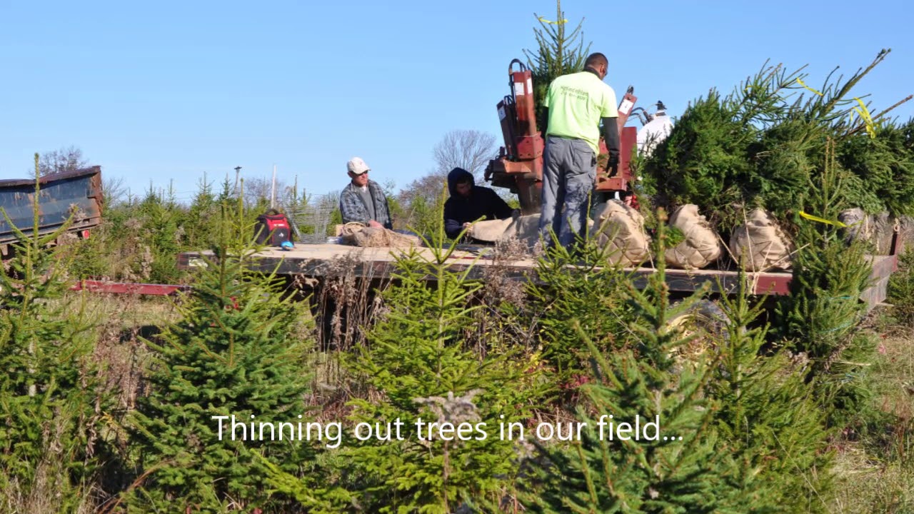 Advice on Planting Norway Spruce Trees     Plant 10 15 ft apart