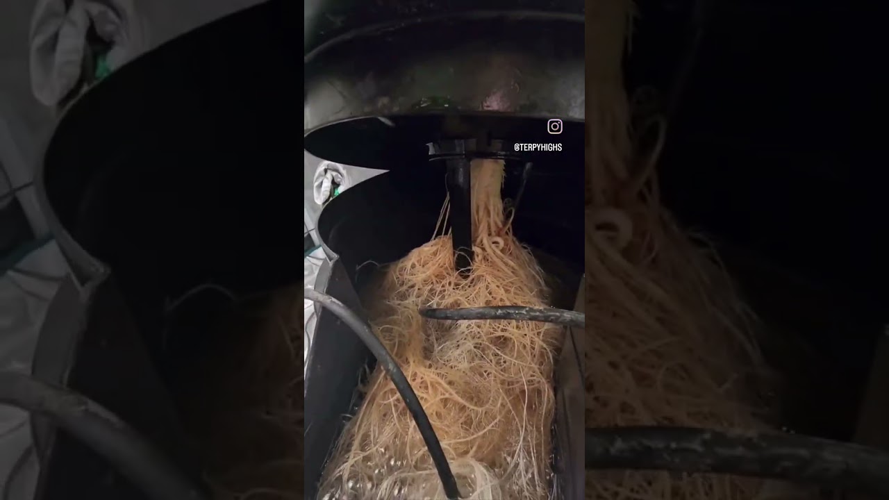 Hydro Bucket root system! Terpy Highs