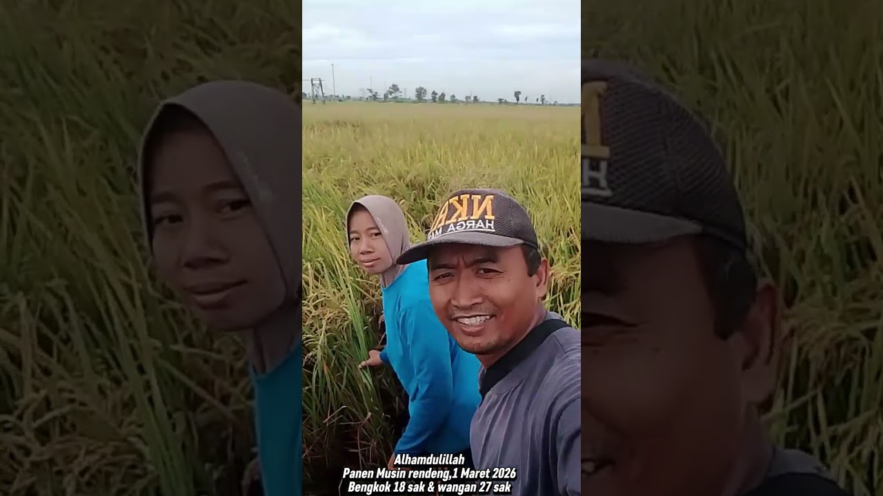 Panen rendengan 1 Maret 2026