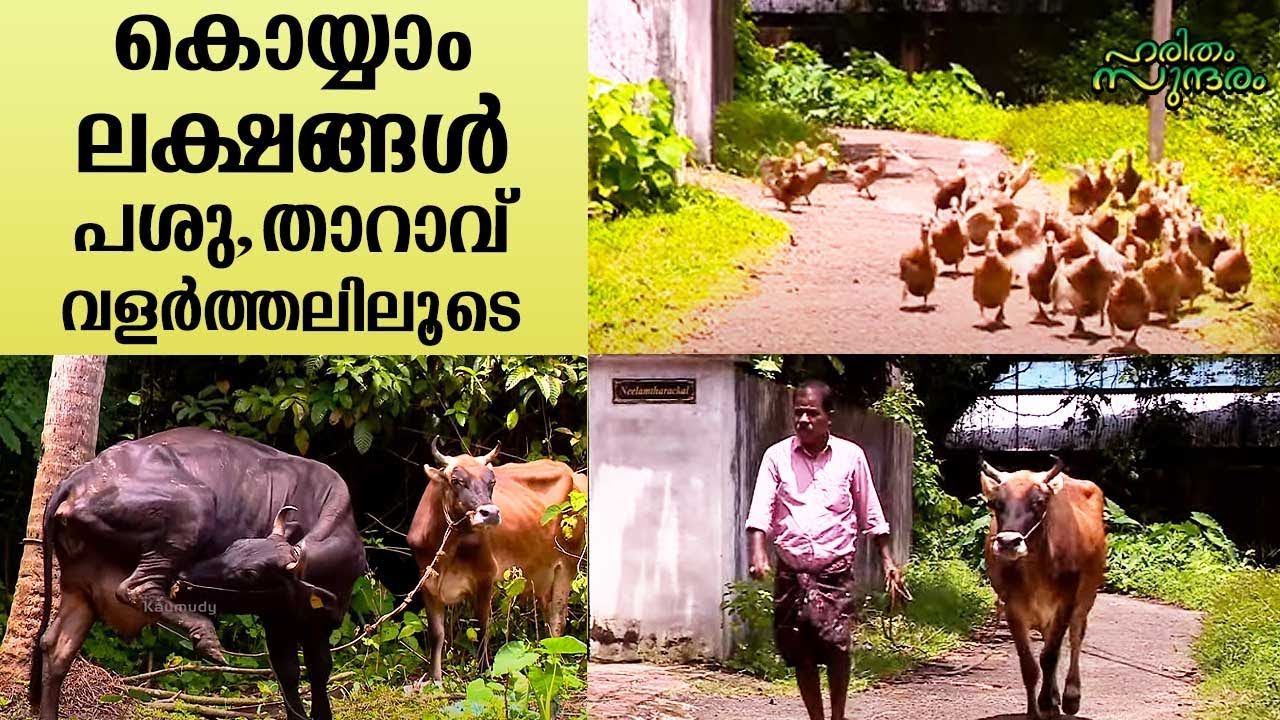Huge earnings can be gained through cow and duck rearing | Haritham EP 339