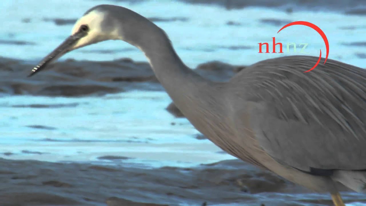 Our Big Blue Backyard: Northland