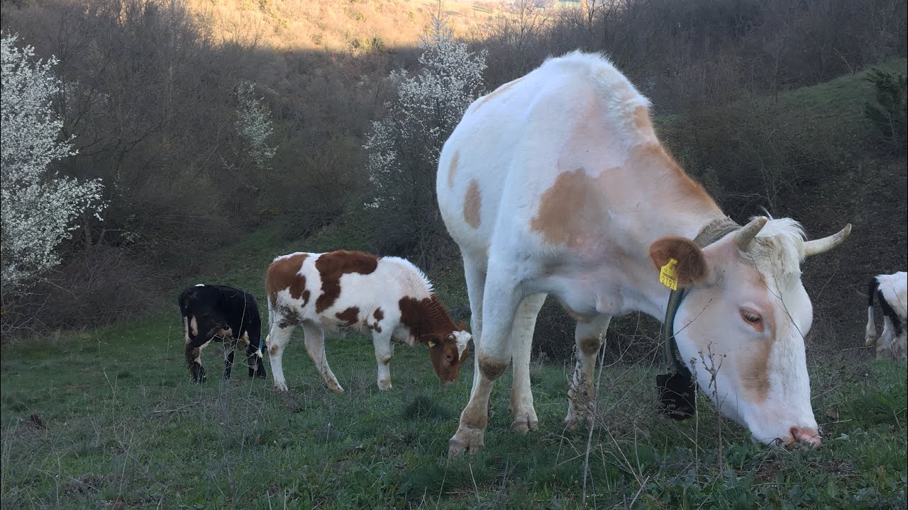 İNEKLER MERADA 🐄 BUZAĞILARI KAYBETTİM!