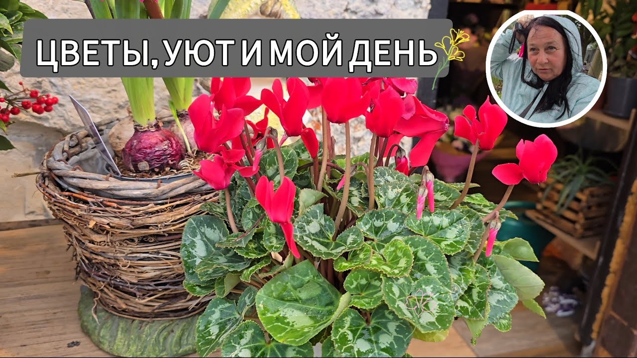 АРМАГЕДДОН В ХАЙФЕ! 🌊 Куда исчезла ёлка? Мой день, грибной суп и цветы