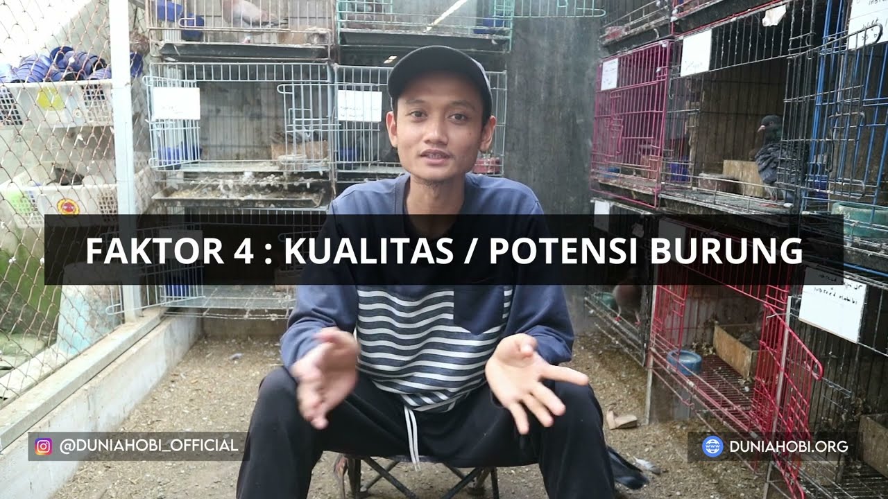 MENGATASI MERPATI SERING MENCLOKAN ATAU MUTER SAAT DILATIH