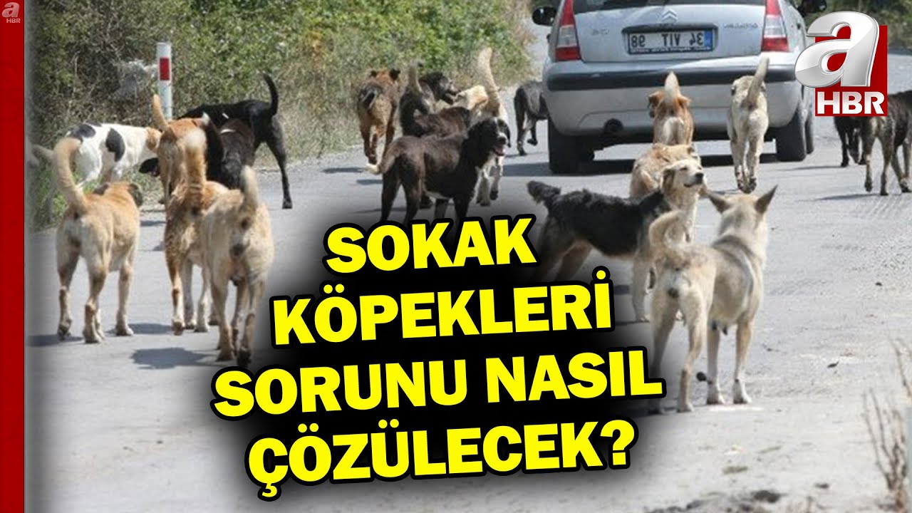 Sokak köpekleri sorunu nasıl çözülecek? Süreç nasıl şekillenecek?  | A Haber