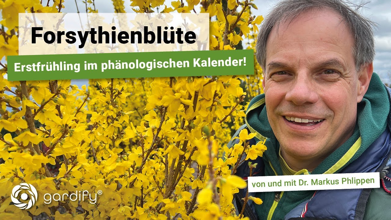 Forsythienblüte – Erstfrühling im phänologischen Kalender! Klimawandel | gardify Tipps