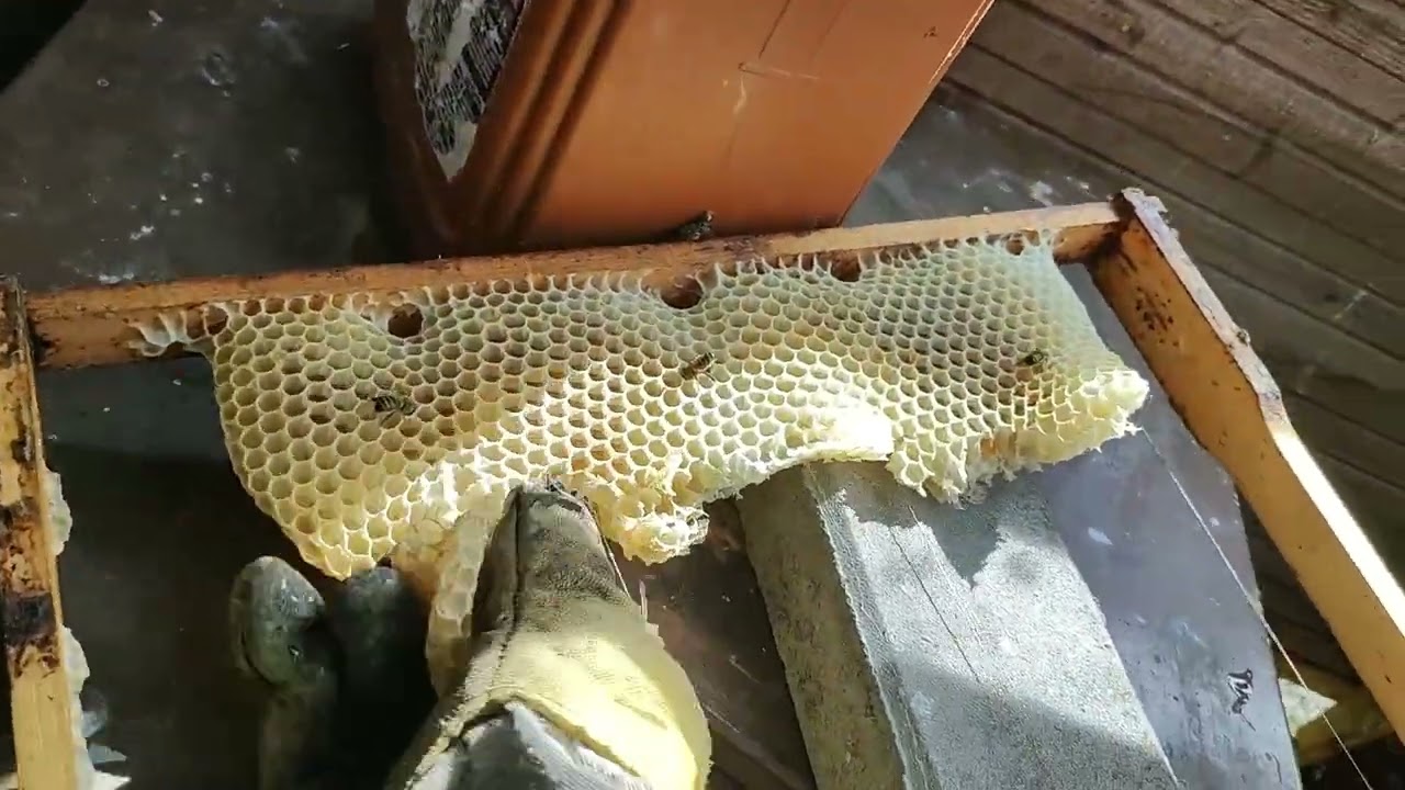 Oddělky včel určené na zimování jako záložní, prohlíky. 07/2024
