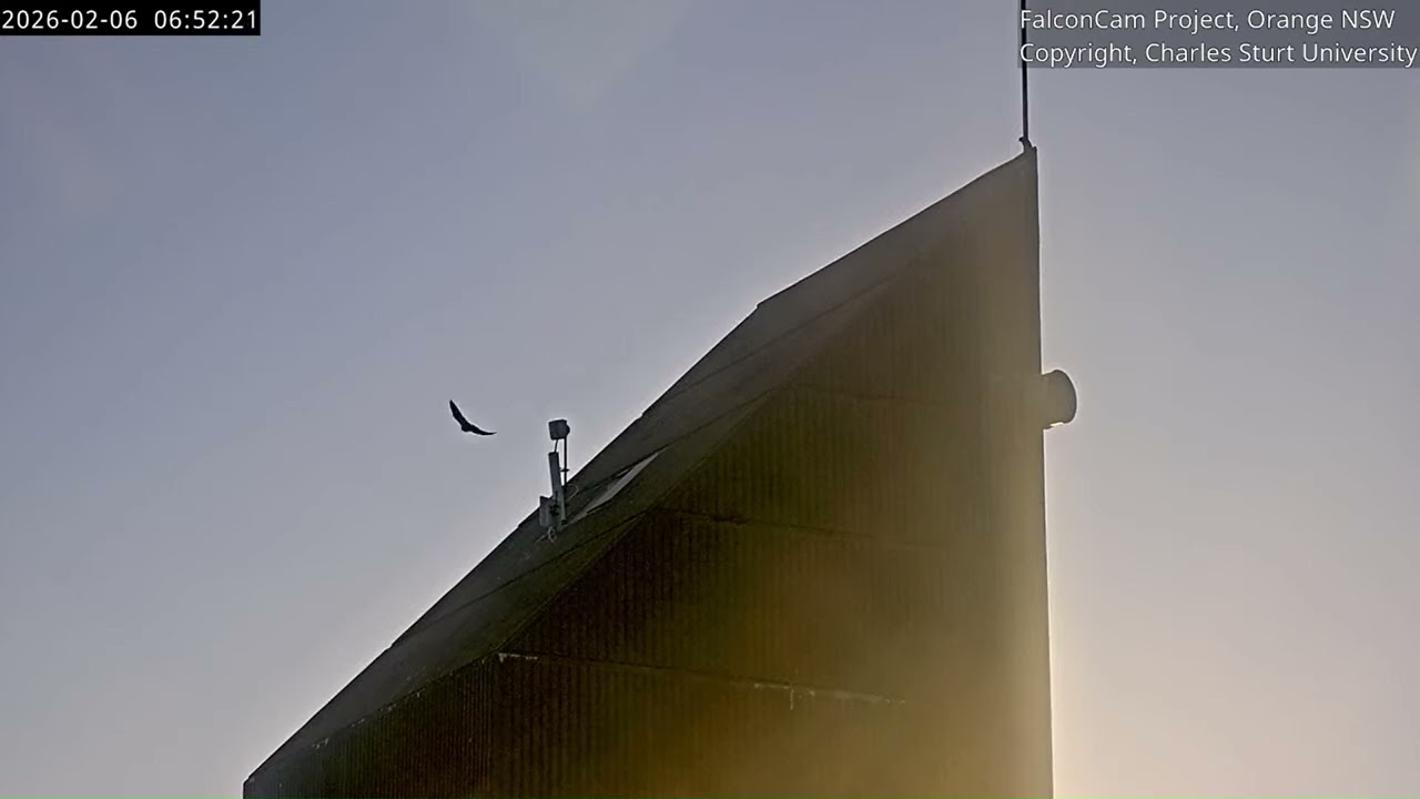 Girri again on the roof, FalconCam Project, Orange NSW, 6 February 2026