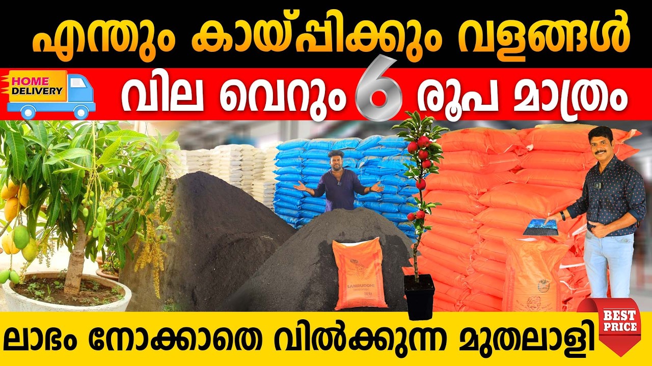 മിന്നൽ വളം വില കേട്ടവർ വീണ്ടും വീണ്ടും വാങ്ങുന്നു|വീട്ടുമുറ്റത്തെ ചെടികൾ ഭ്രാന്ത് പിടിച്ച് കായ്ക്കും