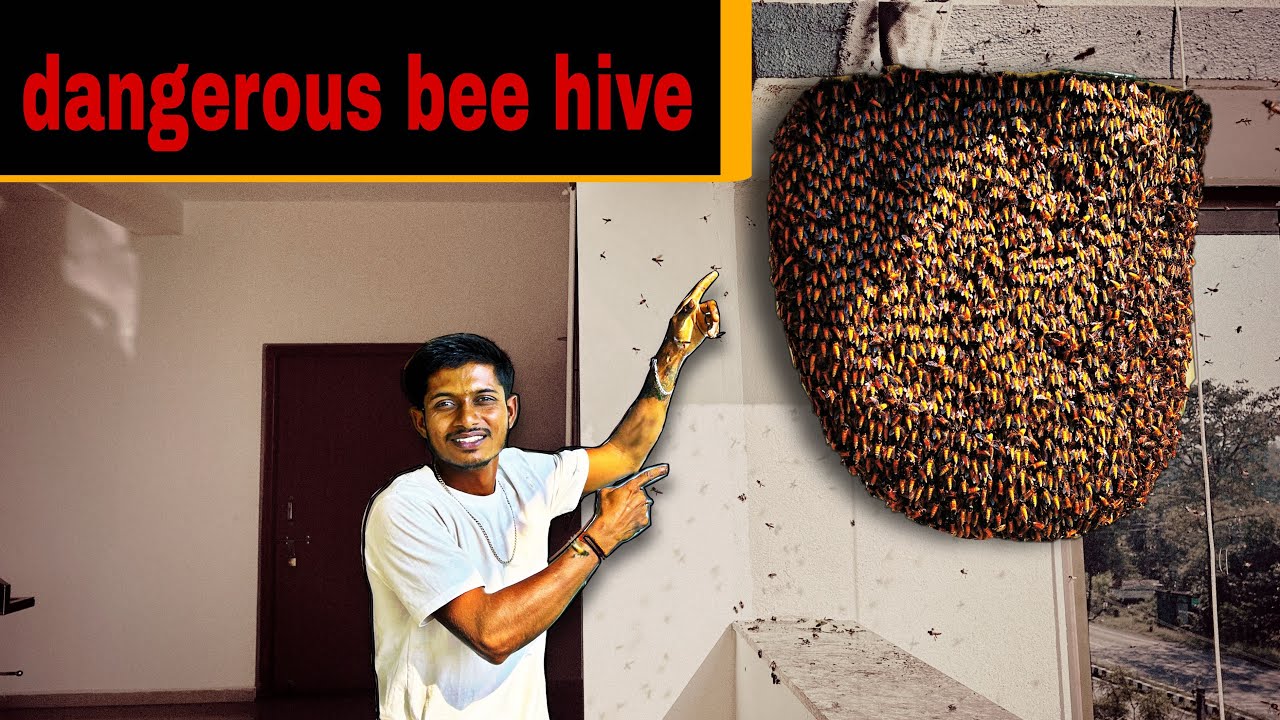 क्या मधुमक्खी का छत्ता निकालना जरूरी है || Is it necessary to remove the beehive? 
