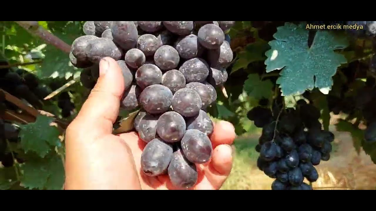 Antep karası üzüm bağı hasat edilmeyi bekliyor
