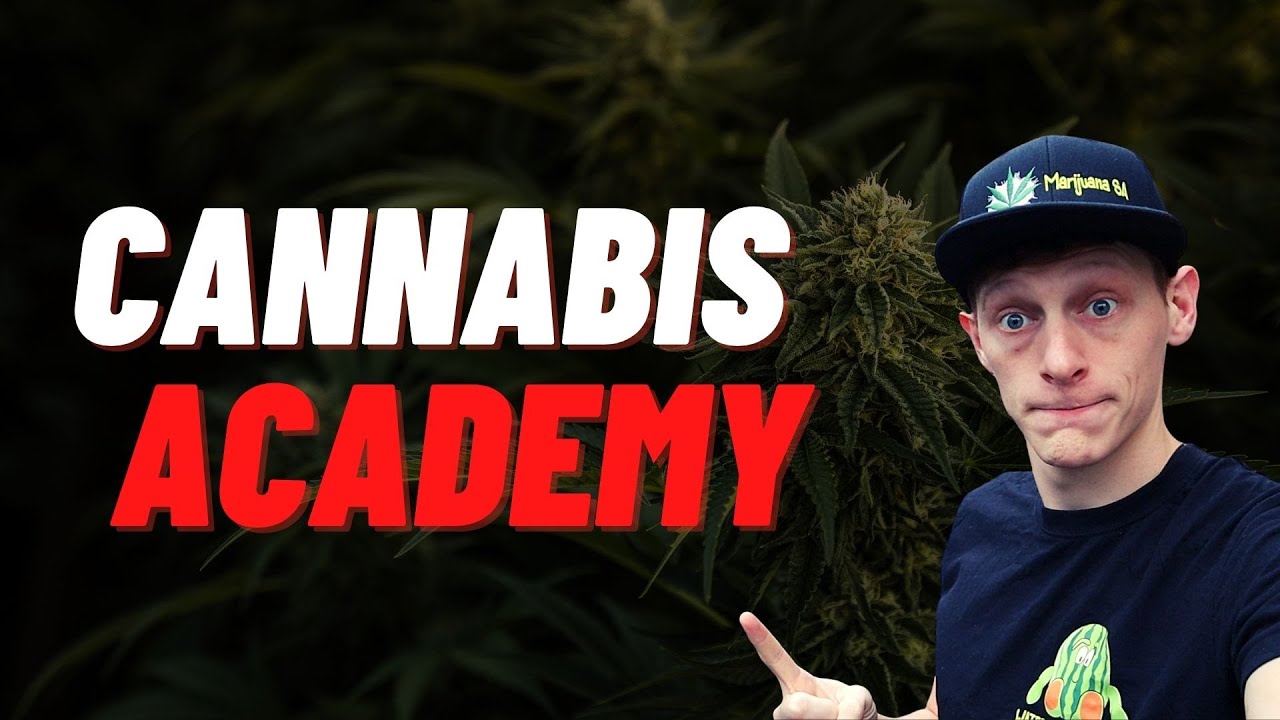 Africa's First Cannabis Academy - Cheeba Cannabis Academy