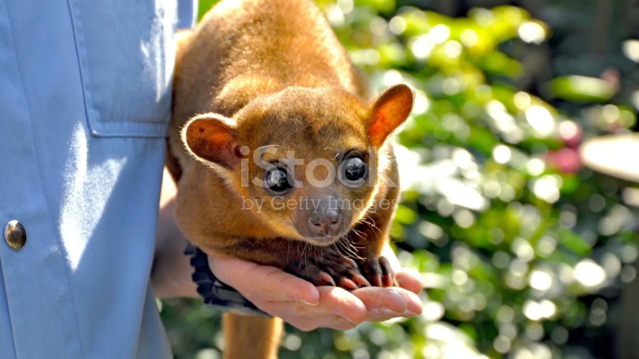 The Secret World of Bolivia&rsquo;s Nocturnal Animals #cuteanimal #wildlife