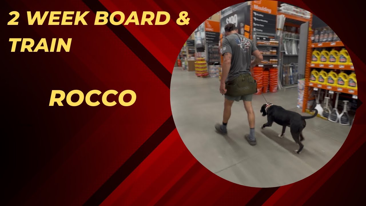Rocco | Bully Mix | 2 week board & train | best dog trainers Greenville SC