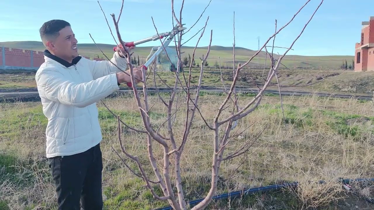 كيفية تقليم اشجار التفاح الغولدن Taille   de pomme  ( Golden )🌿🌳🍏 عمر ثلاث سنوات ولاية سطيف 🇩🇿