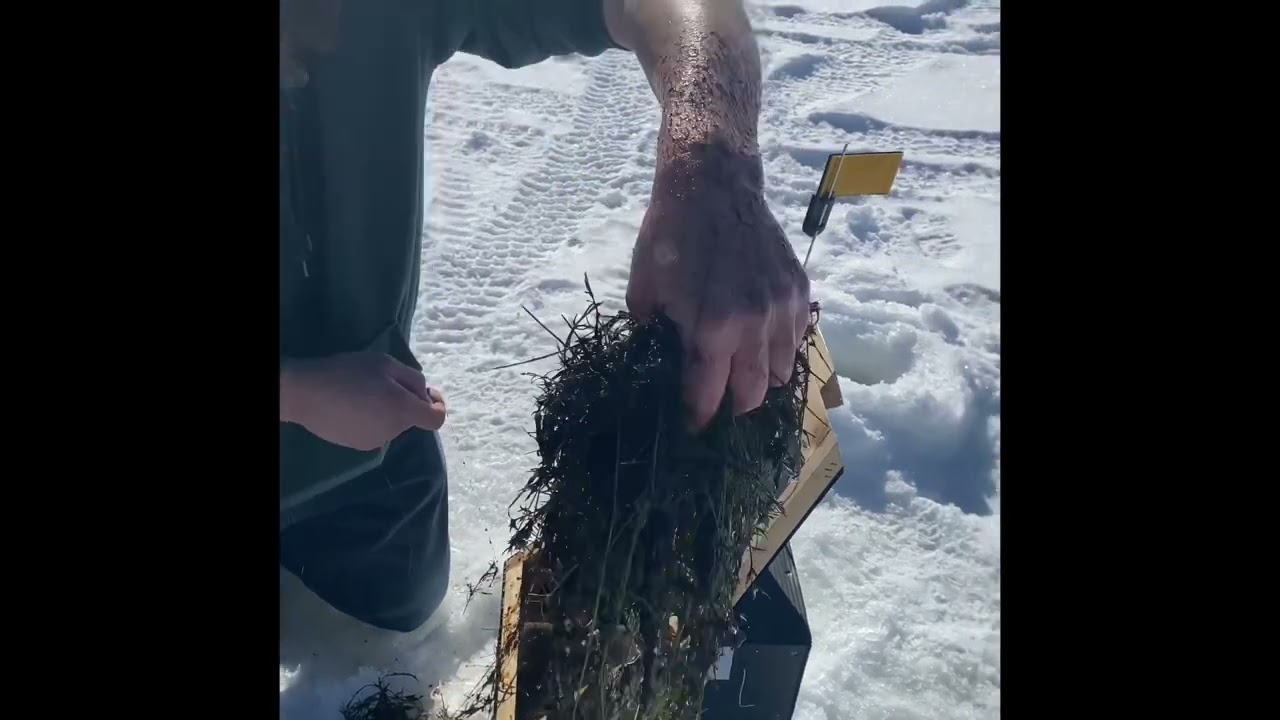 Grass Pike