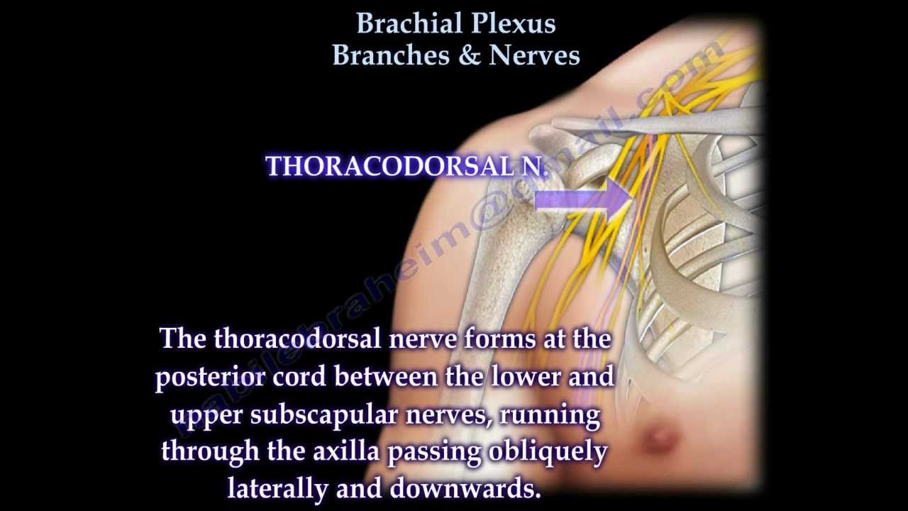 Brachial Plexus Branches & Nerves - Everything You Need To Know - Dr. Nabil Ebraheim