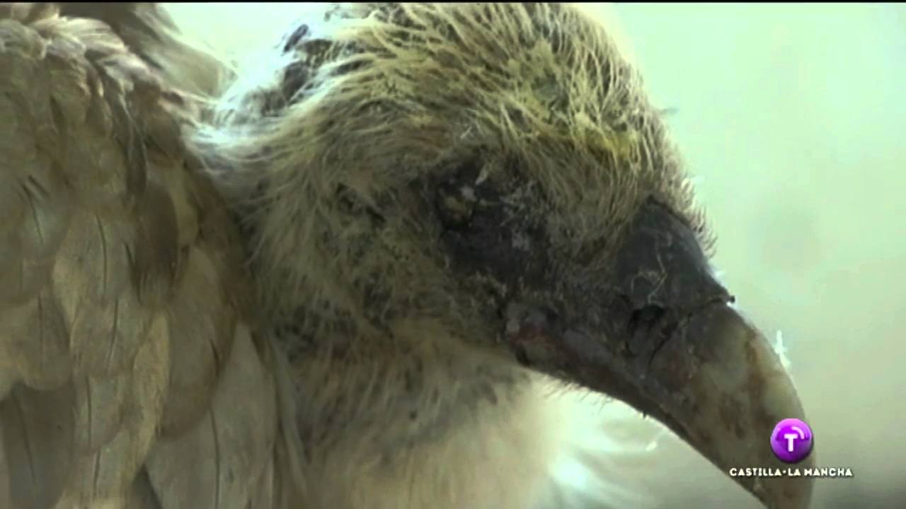 Aves rapaces electrocutadas