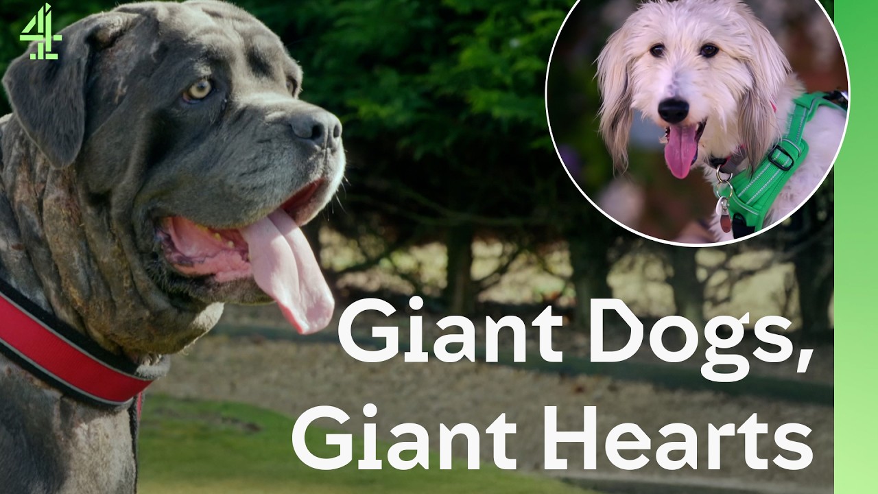 Giant Dogs Fall In Love With Families | The Dog House 🐶