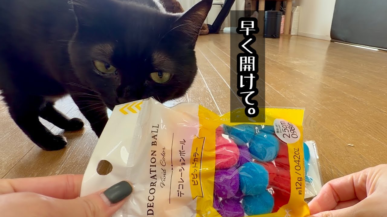 黒猫は運動神経が・・【白黒猫と階段】