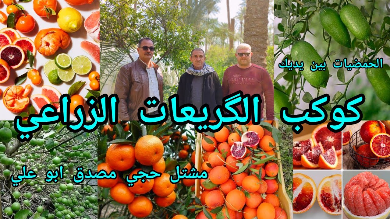 أسرار زراعة الحمضيات الموالح بالعراق في مشتل حجي مصدق ابو علي في كوكب الگريعات بغداد