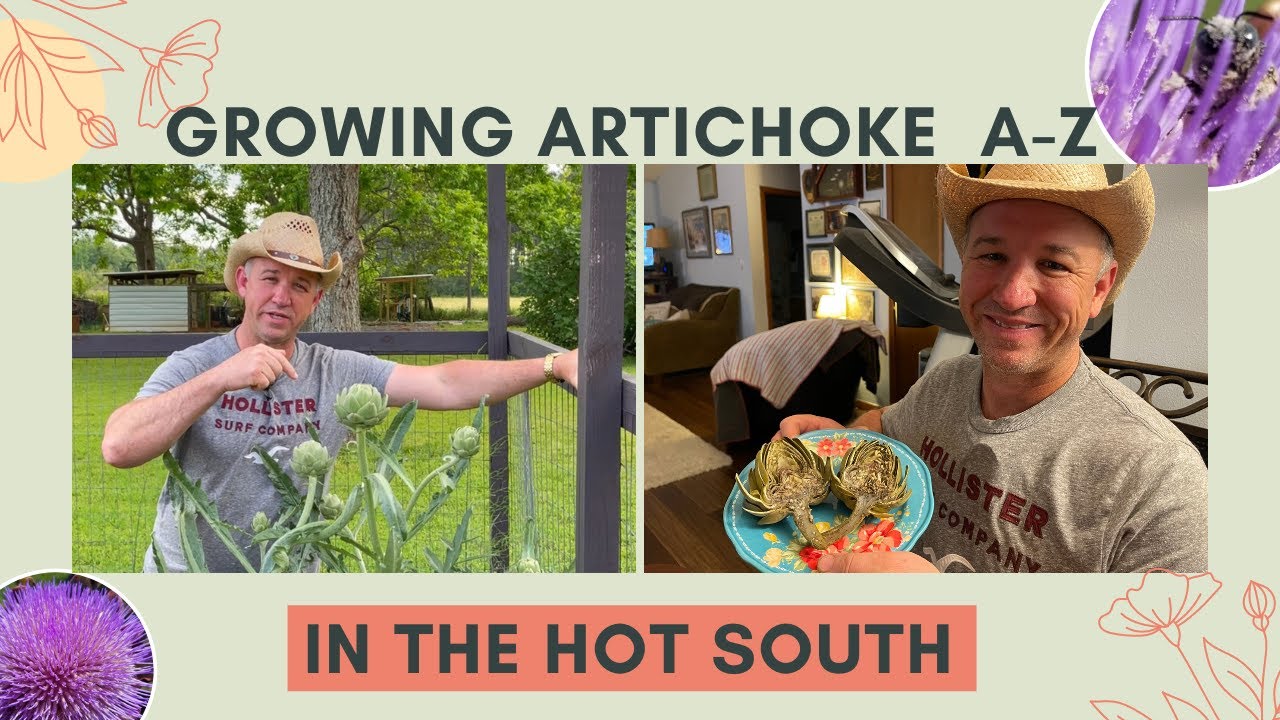 The Secret to Growing Artichoke! | Best Recipe