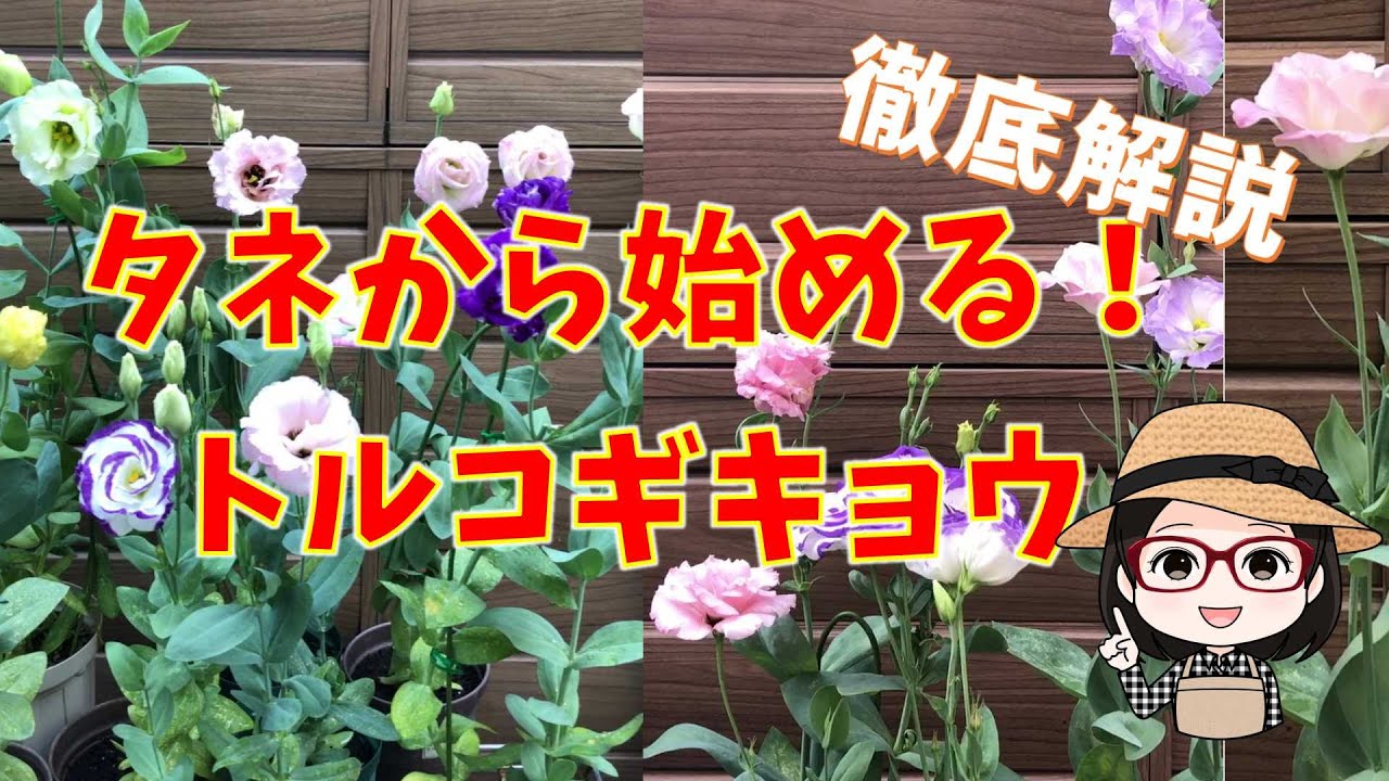 今がまき時｜種まきのコツ｜ジフィーセブンで成功率を上げる｜最後にまとめ有り
