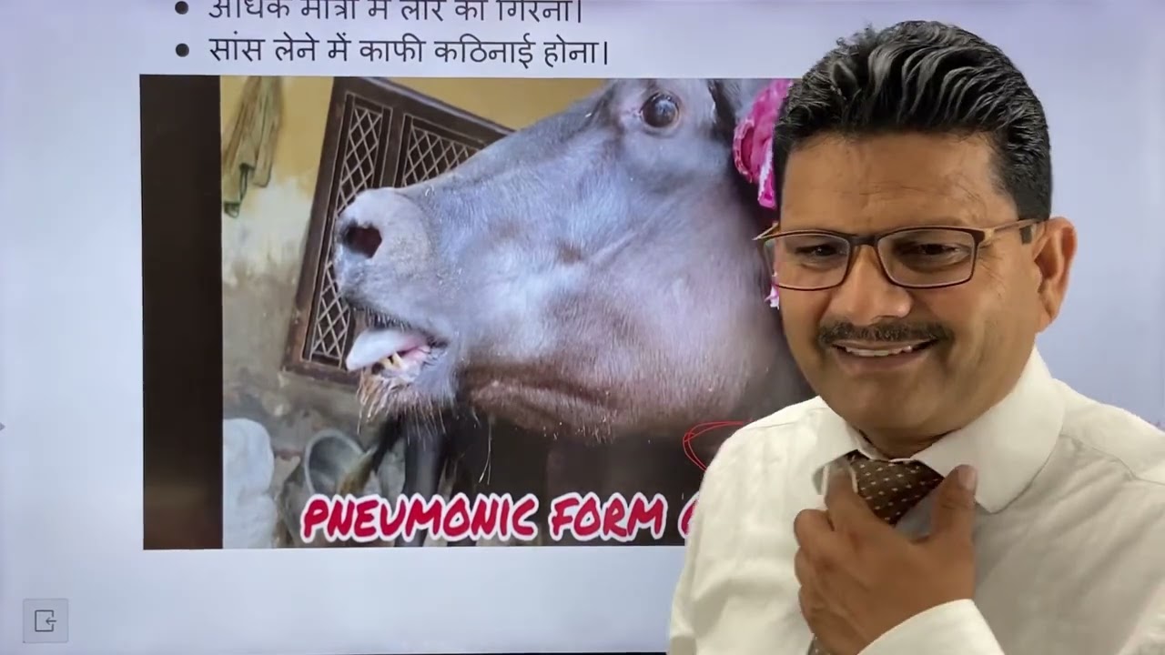 Hemorrhagic septicaemia l H. S. I गलघोंटू रोग का उपचार l Dr Umar Khan