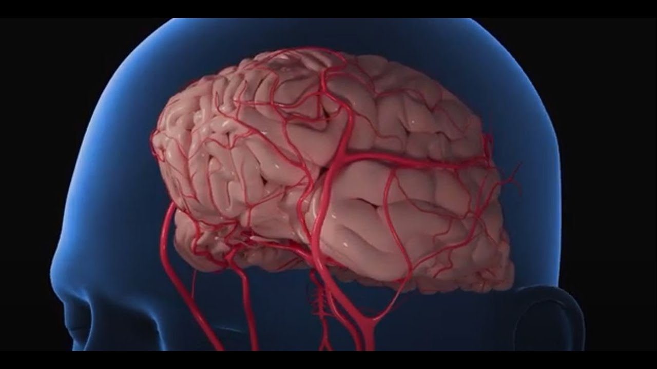 How to Increase Blood Flow to the Brain |&zwnj;&zwnj; NeuroQ
