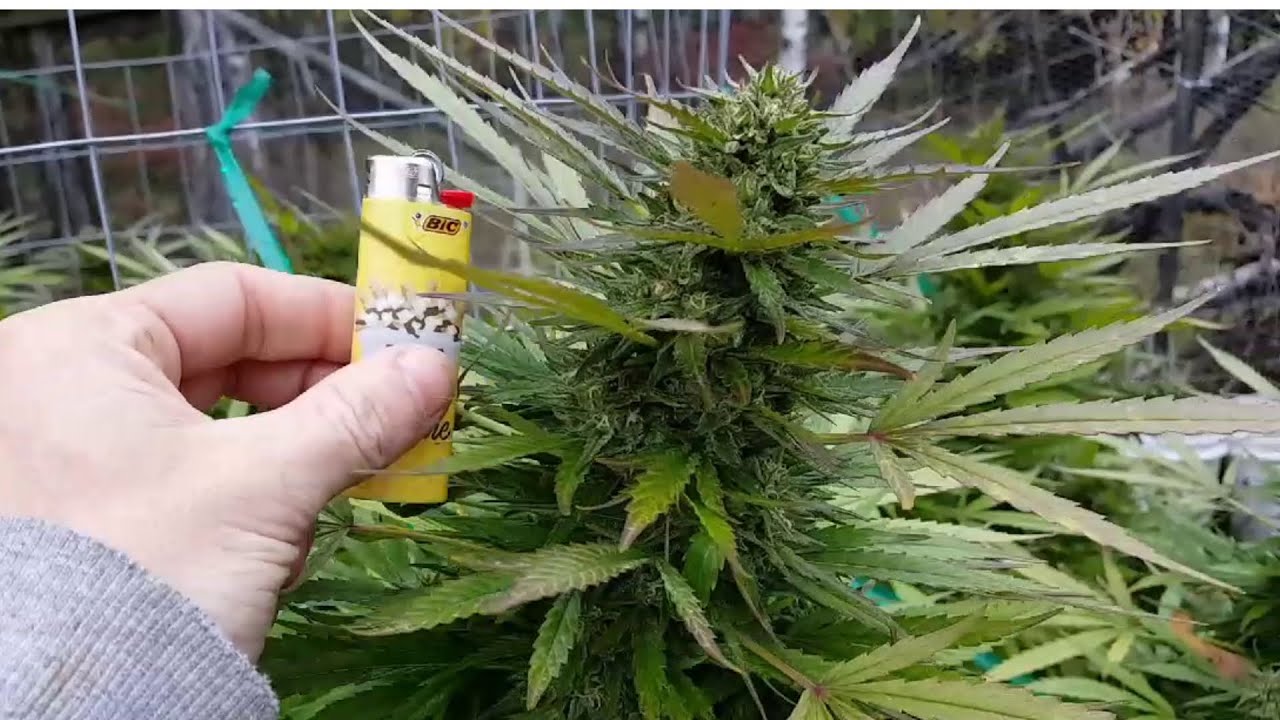 Ontario Outdoor Grow Final Update - How to Grow Huge Cannabis Plants