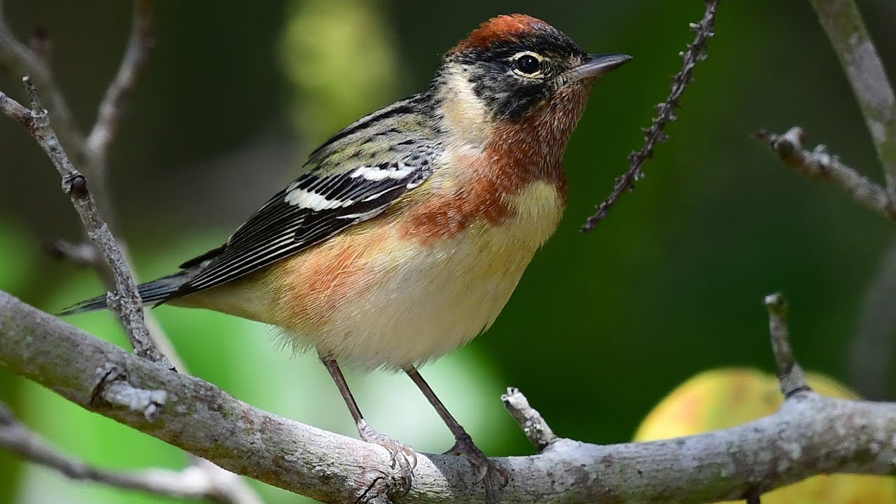 Unusual Weather Event Makes For Incredible Bird Photography Nikon D500 Fort DeSoto
