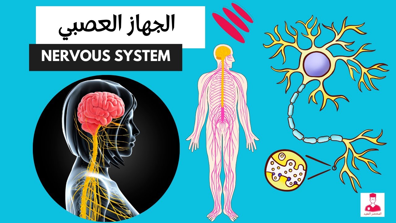 الجهاز العصبي كاملا  || Nervous system