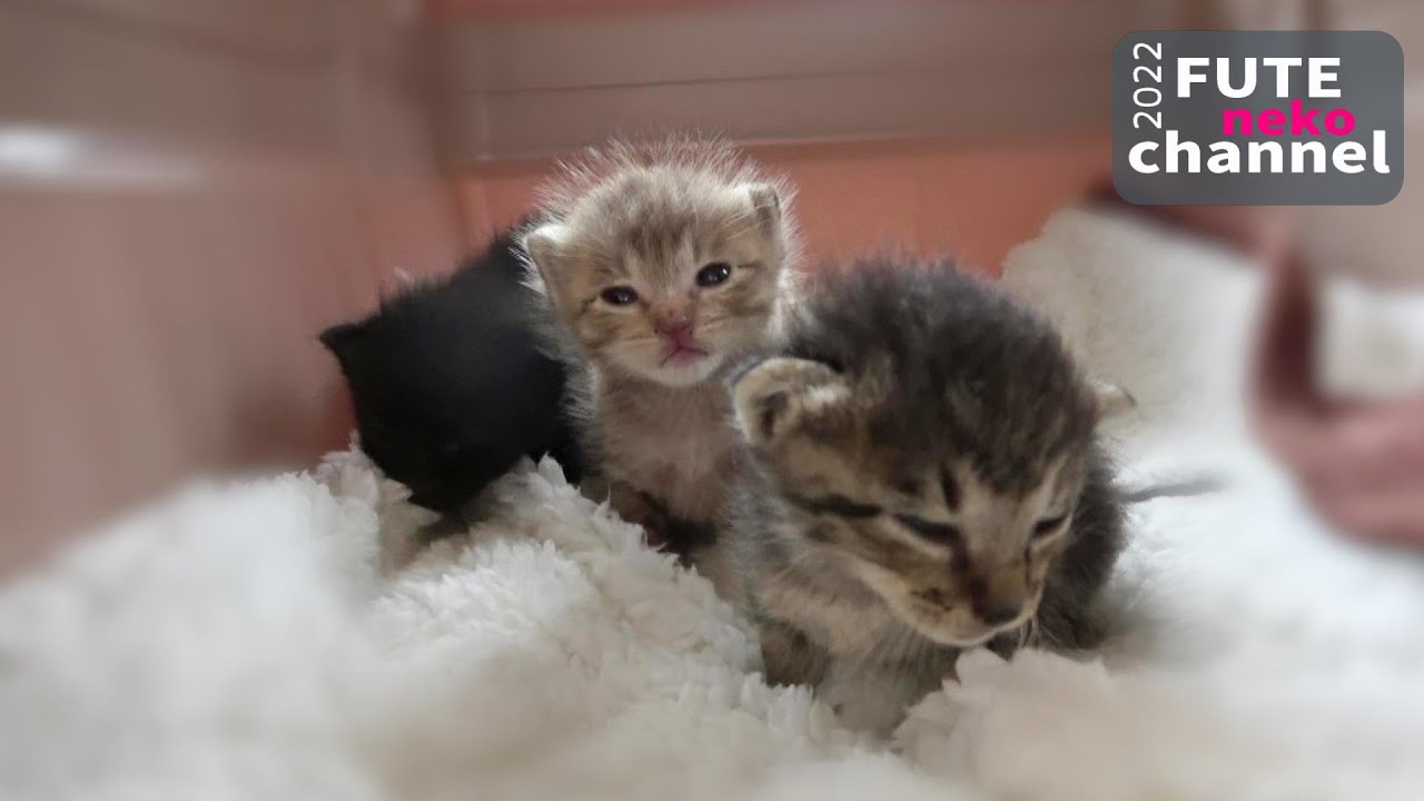 ミルクがほしくて大きな声で要求する仔猫たち【保護子猫】