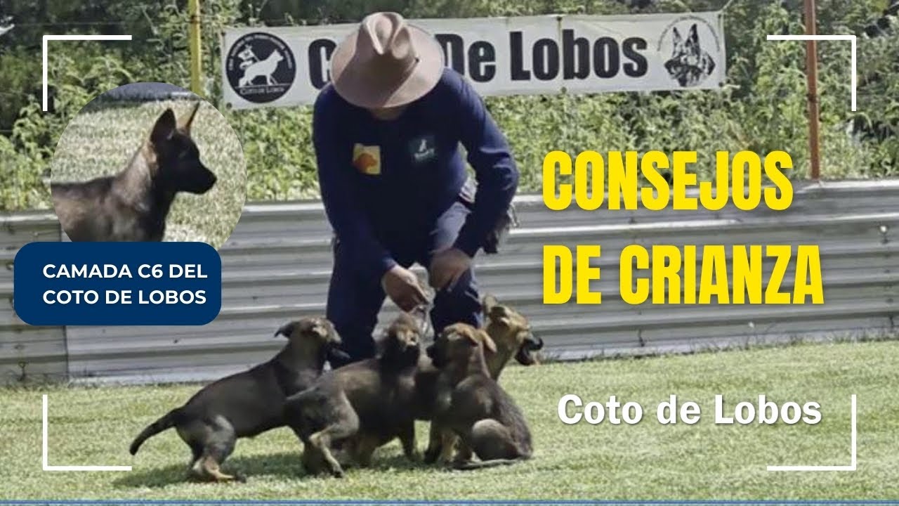 Cachorritas Camada C6 🐾 Consejos de crianza y selección de hembras Pastor Alemán | Coto de Lobos