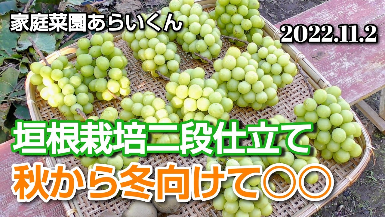 【シャインマスカット】第９９回、冬支度のひと手間！【垣根栽培二段仕立て】