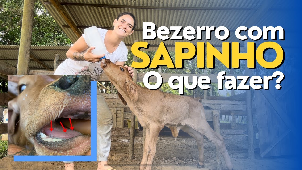 Tratamento de “SAPINHO” em BEZERRO RECÉM NASCIDOS da resultado?