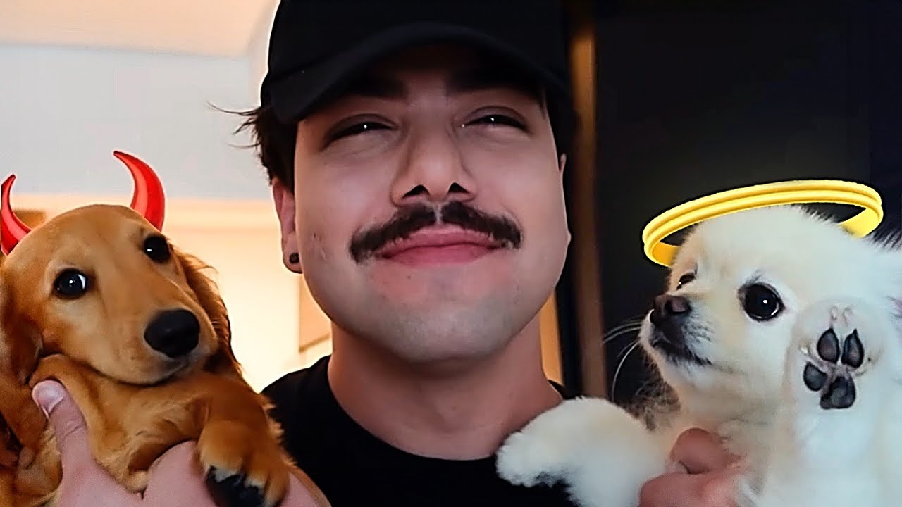 Meu Deus, meu cachorrinho novo t&aacute; destruindo tudo