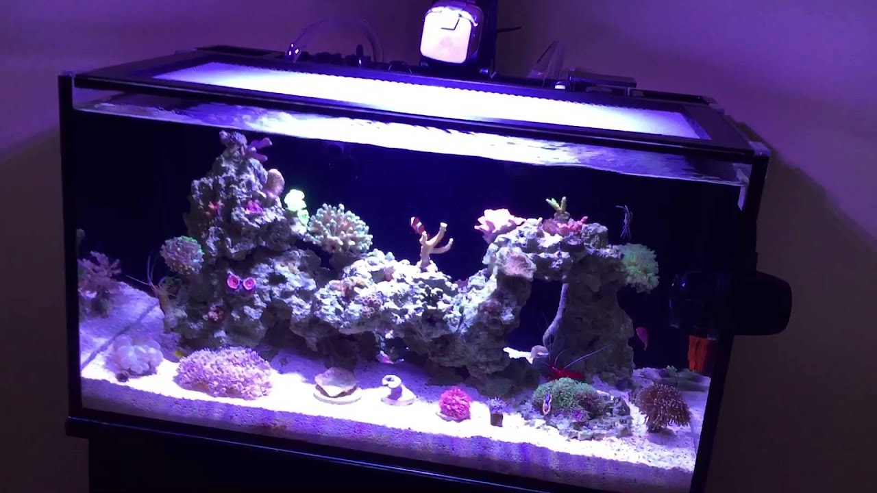 No more refugium!