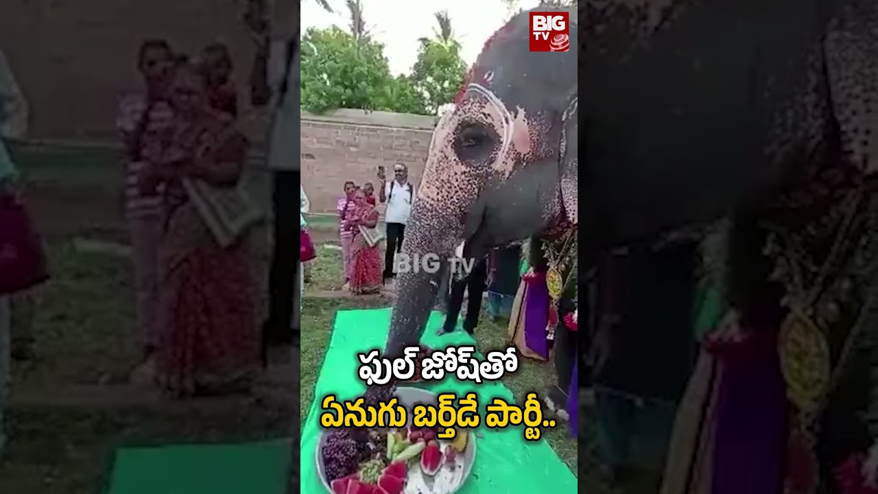 ఫుల్ జోష్ ఏనుగు బర్త్ డే పార్టీ : Elepheant Birthday Celebrations | BIG TV Vizianagaram