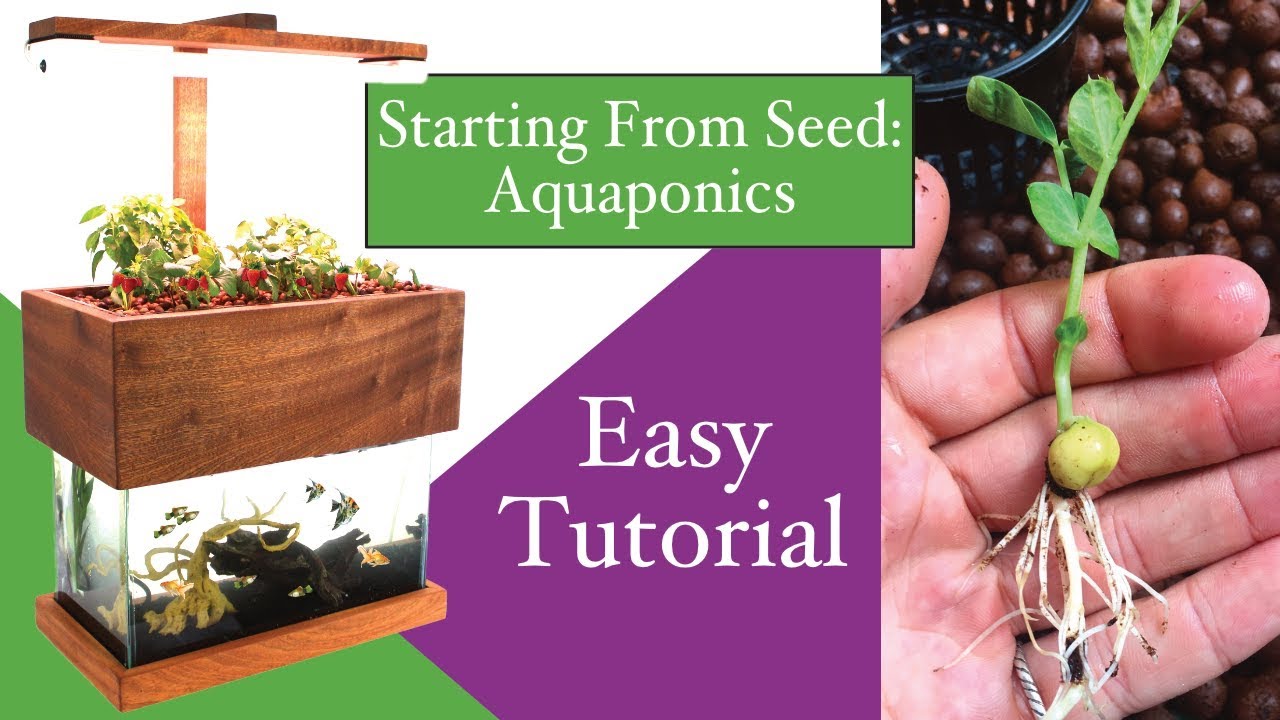 Aquaponics, Starting From Seed!