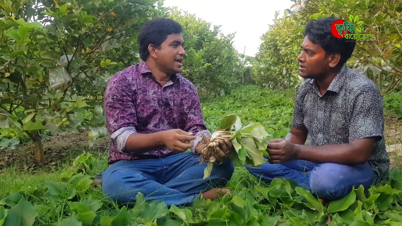একাঙ্গী/ভুই চম্পা(Aromatic Ginger): ৩৩ শতকে ১ লক্ষ ২০ হাজার টাকার বেশি আয় , উচ্চ মুল্যের ফসল।
